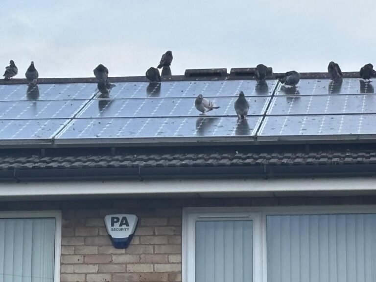 Solar Panel Bird Proofing